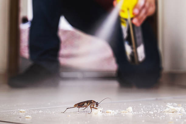 Trusted Plano, IL Pest Control Experts